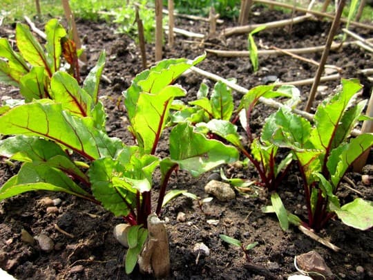 Beetroot