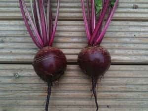 Boltardy Beetroot