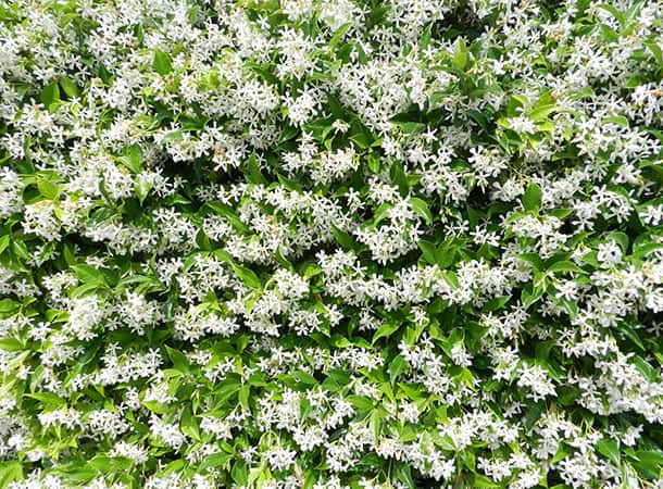 Jasmine flowers