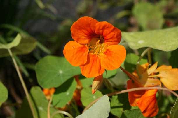 Nasturtium