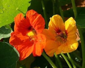 Nasturtium Tom Thumb Mix