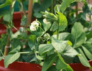 Pea - Kelvedon_Wonder