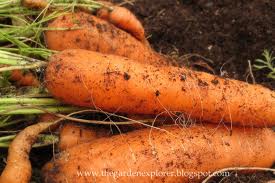 Carrots