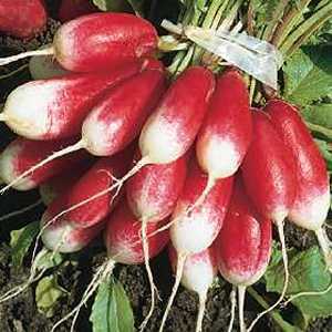 radishes