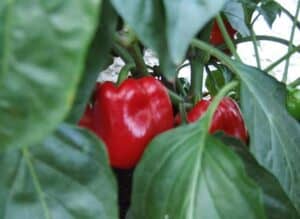 red pepper