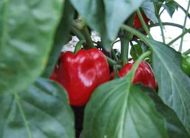 red pepper