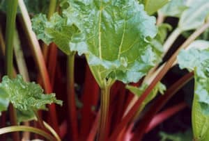Leek, Carrots and Sprouts