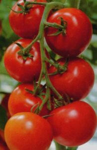 tomato