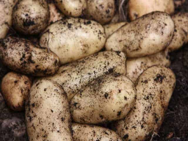 Sharpes Express potato