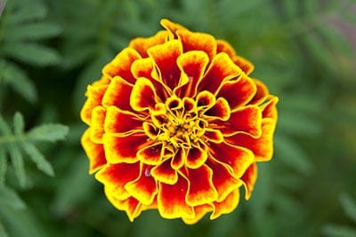 Marigold