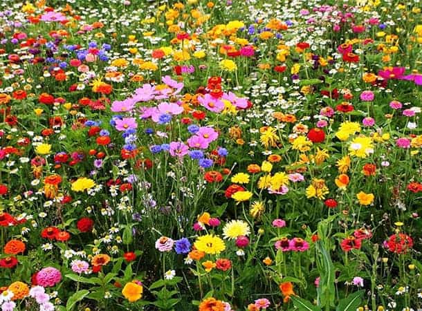 Friday Gardening