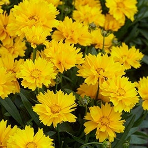 Coreopsis - Golden Joy