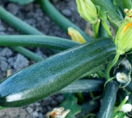 courgette