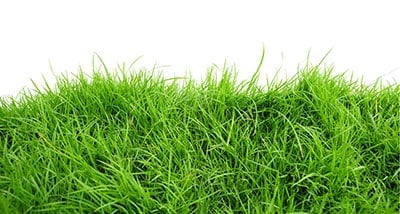 grass