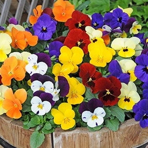 Viola Mixed
