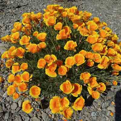 California poppy