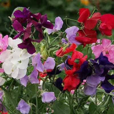 Royal Family Sweet Peas