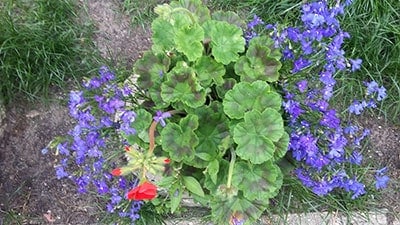 lobelia and geranium