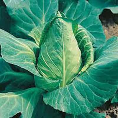 Cabbage - Offenham Compact