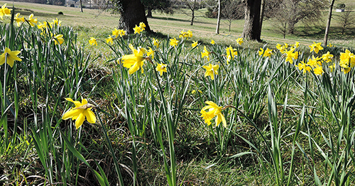 King Alfred Daffodil