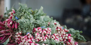 radishes