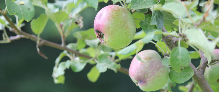 apple tree