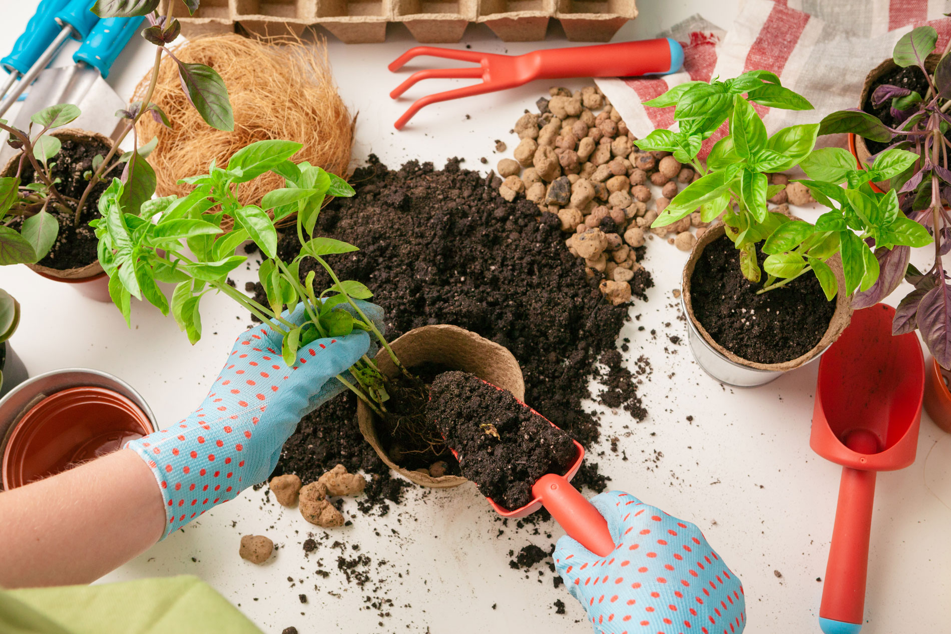 female-gardener-arranging-plants-house-using-tools