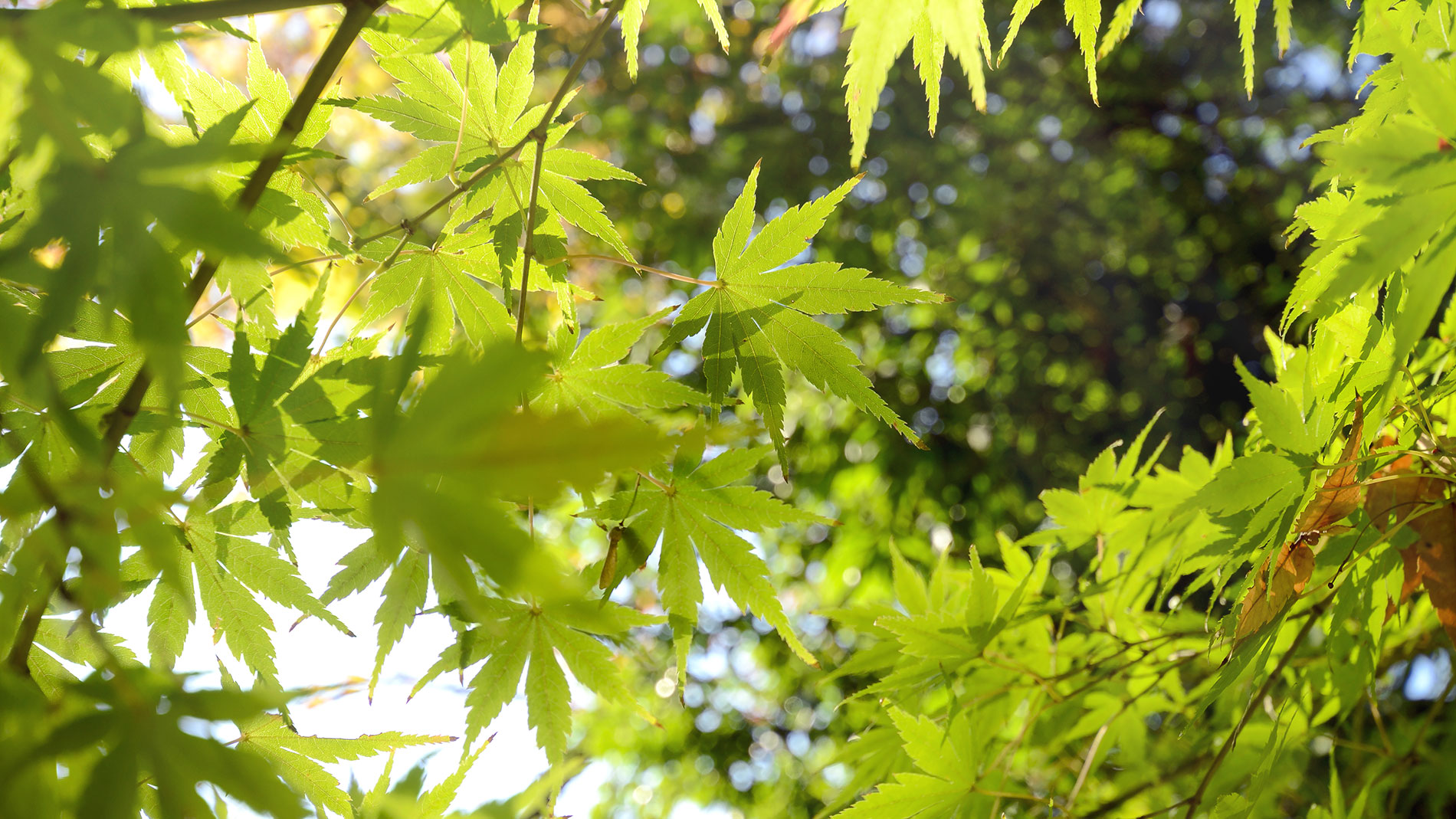 green japanese maple le#ves