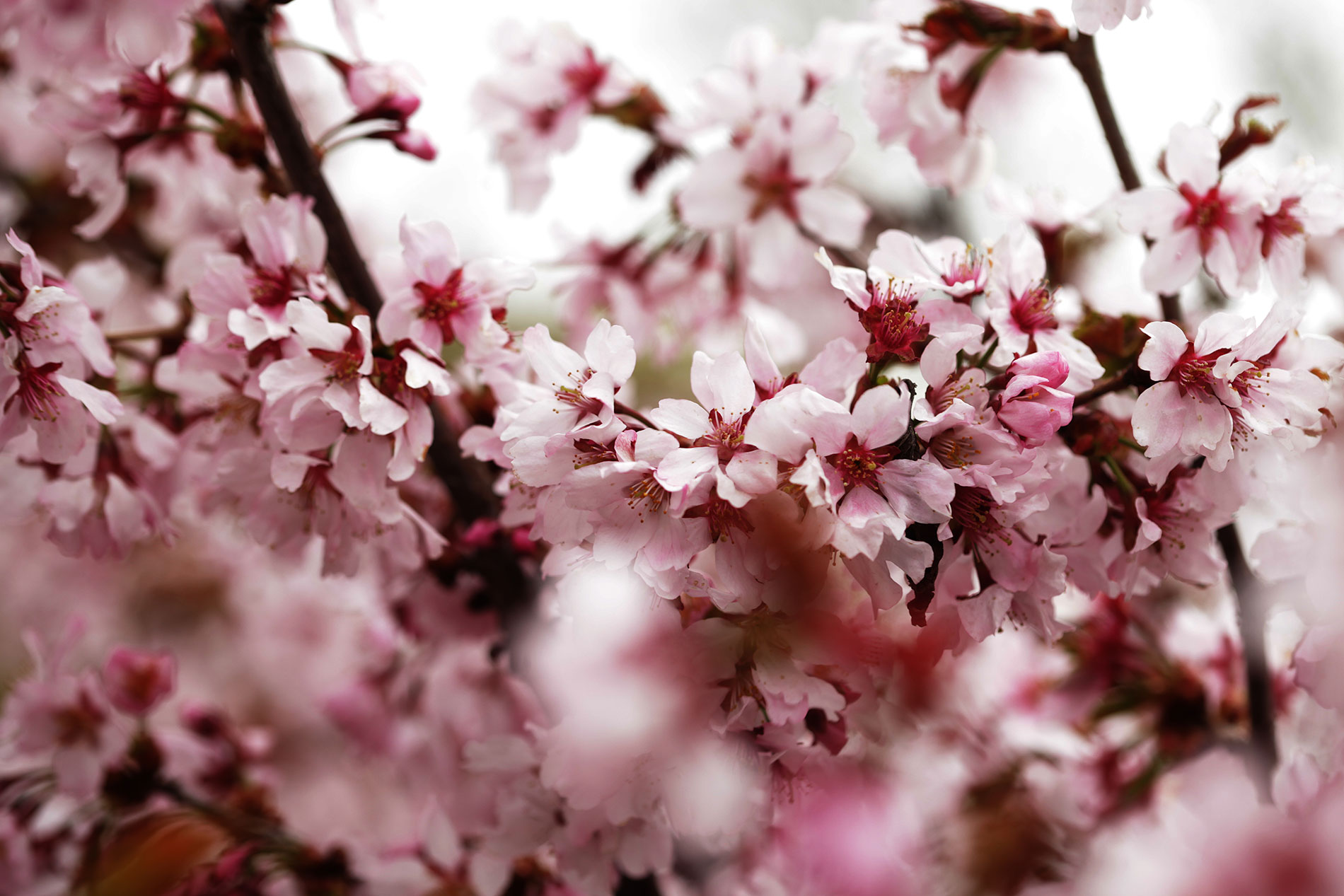 pink-cherry-blossoms-garden-outdoors