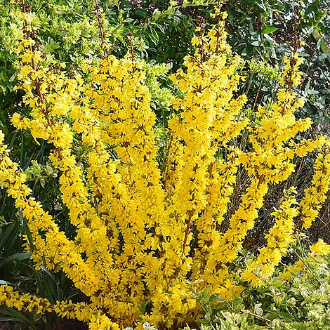 Forsythia Mikador