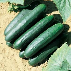cucumbers