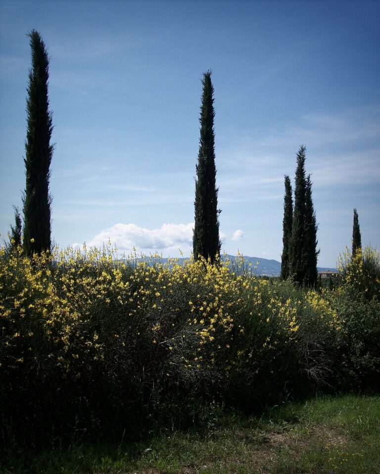 cypress-trees