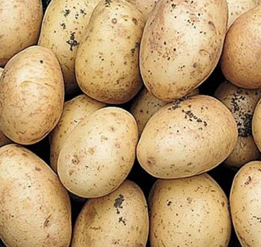 Home Guard Potato