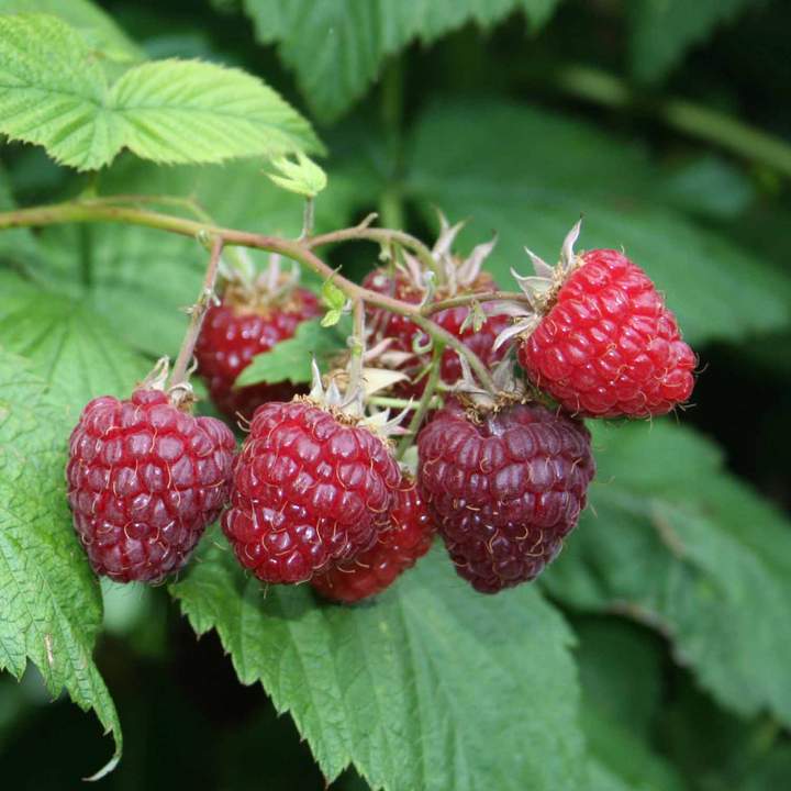 Raspberry Summer Lovers Red