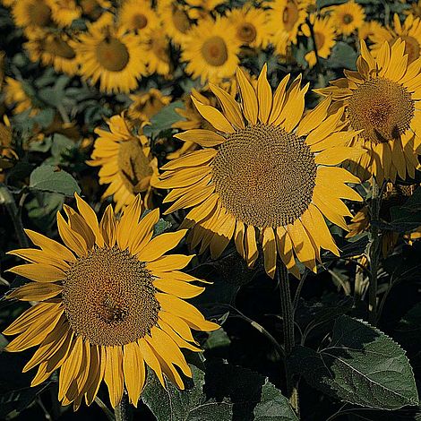 Sunspot Sunflowers