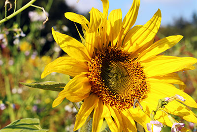 sunflower