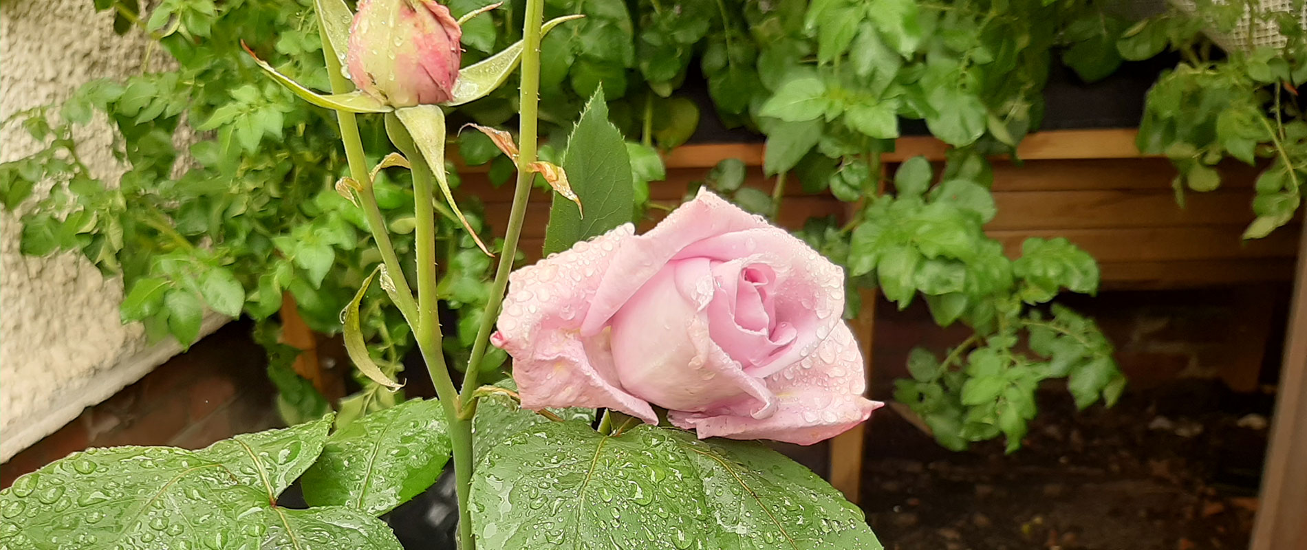 blue moon rose