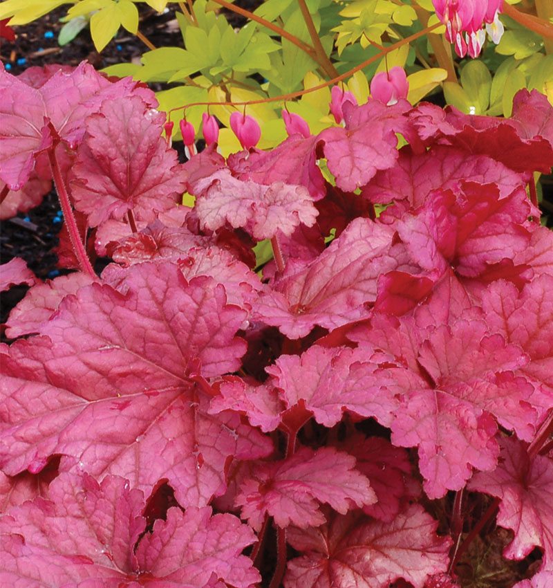 berry-smoothie-heuchera