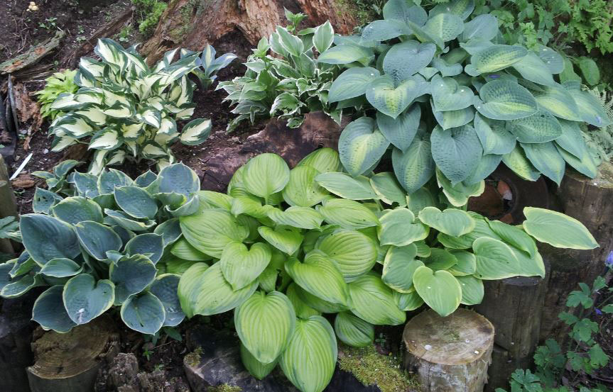 hostas