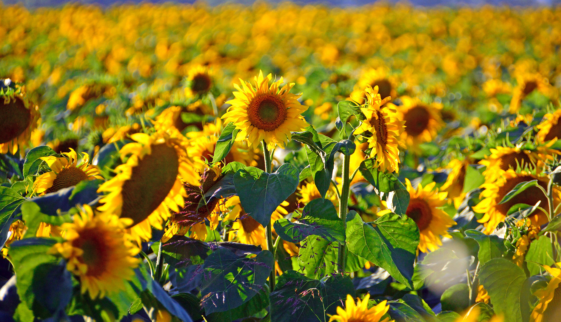 sunflowers