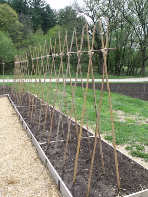 trellis