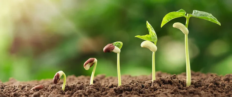 growing seeds