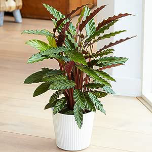 Calathea Elgergrass