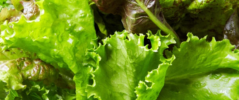 Lettuce