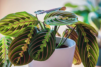 Maranta Leuconeura