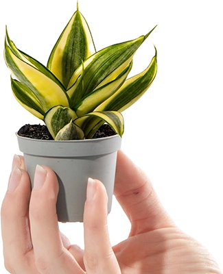 Baby Birds Nest Snake Plant