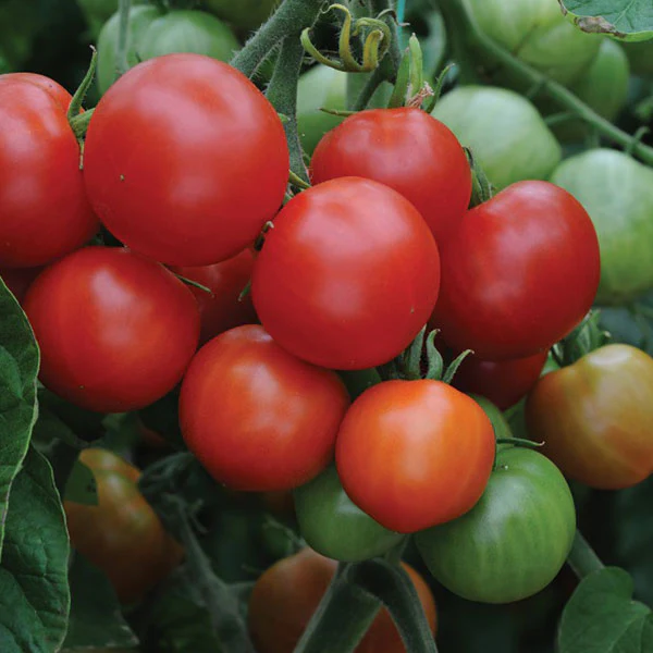 tomato-outdoor-girl