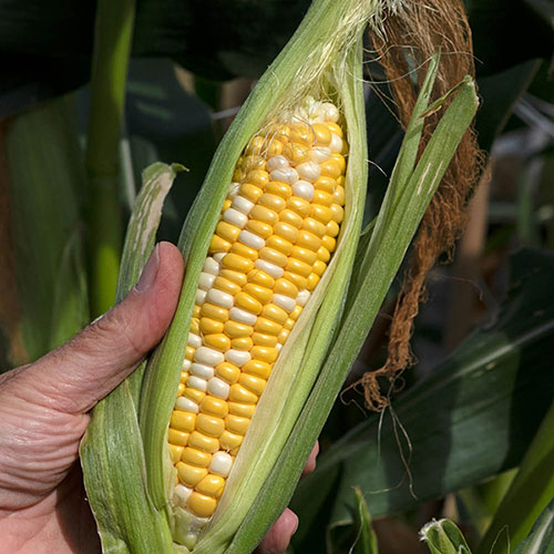 Pot of Corn