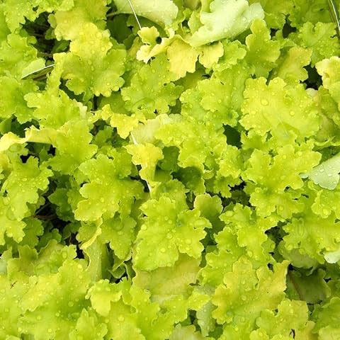 Heuchera Lime Marmalade